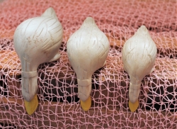 Kantenhocker Enten 3er Set